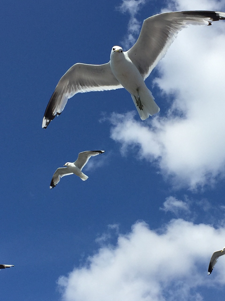 seagulls finland blue sky free photo