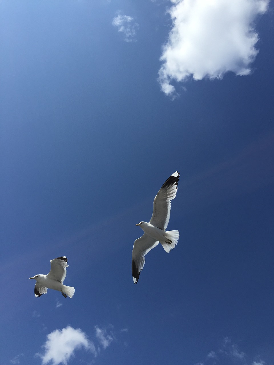 seagulls finland blue sky free photo