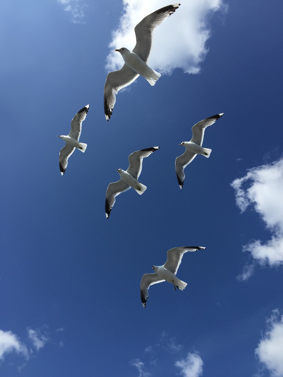 seagulls fly finland free photo