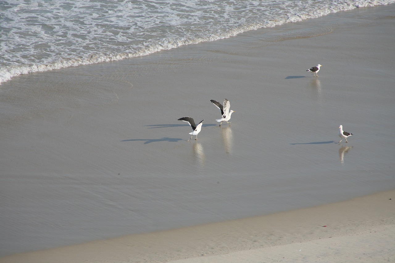 seagulls beach mar free photo