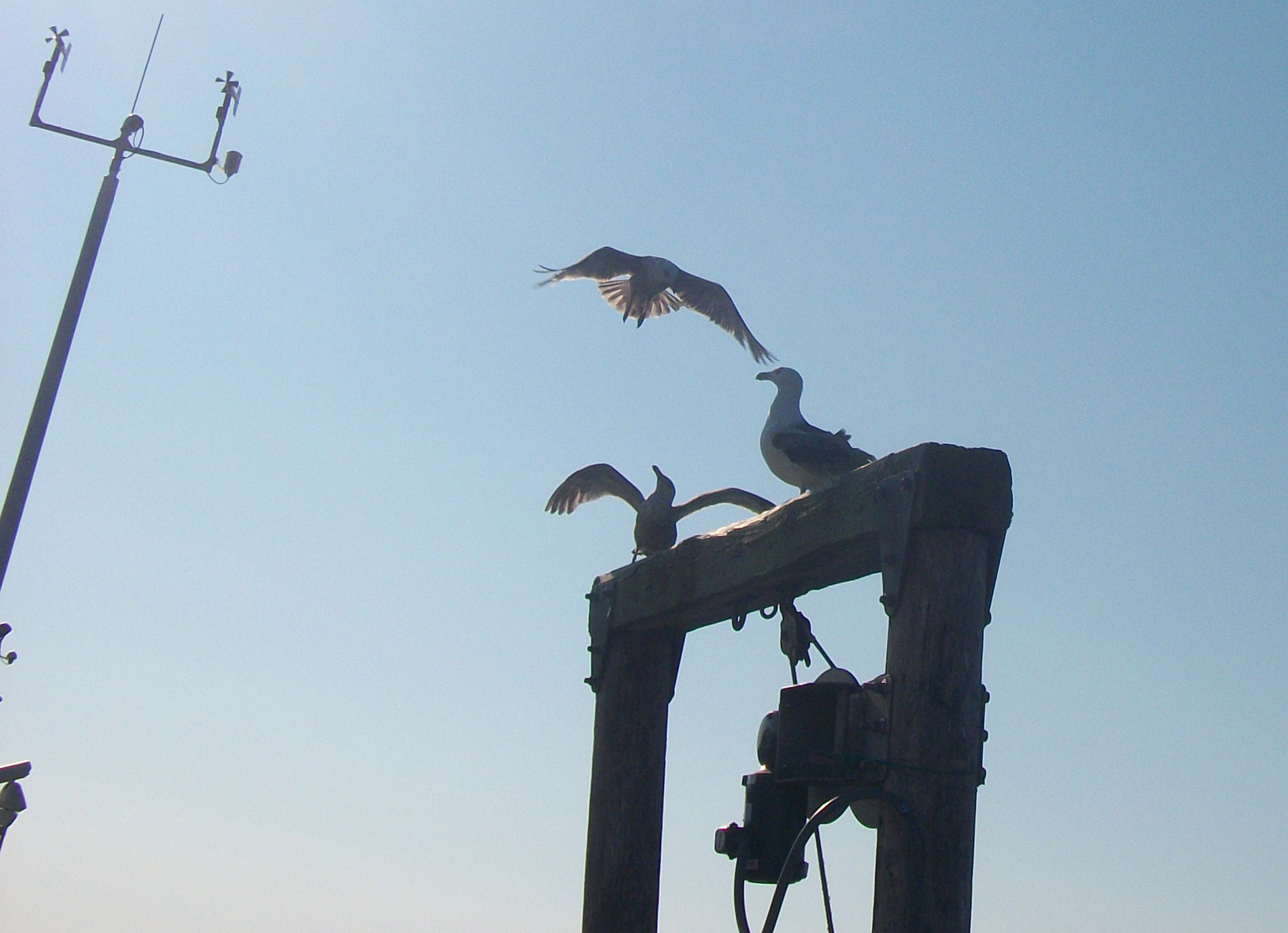 seagulls flying flight free photo