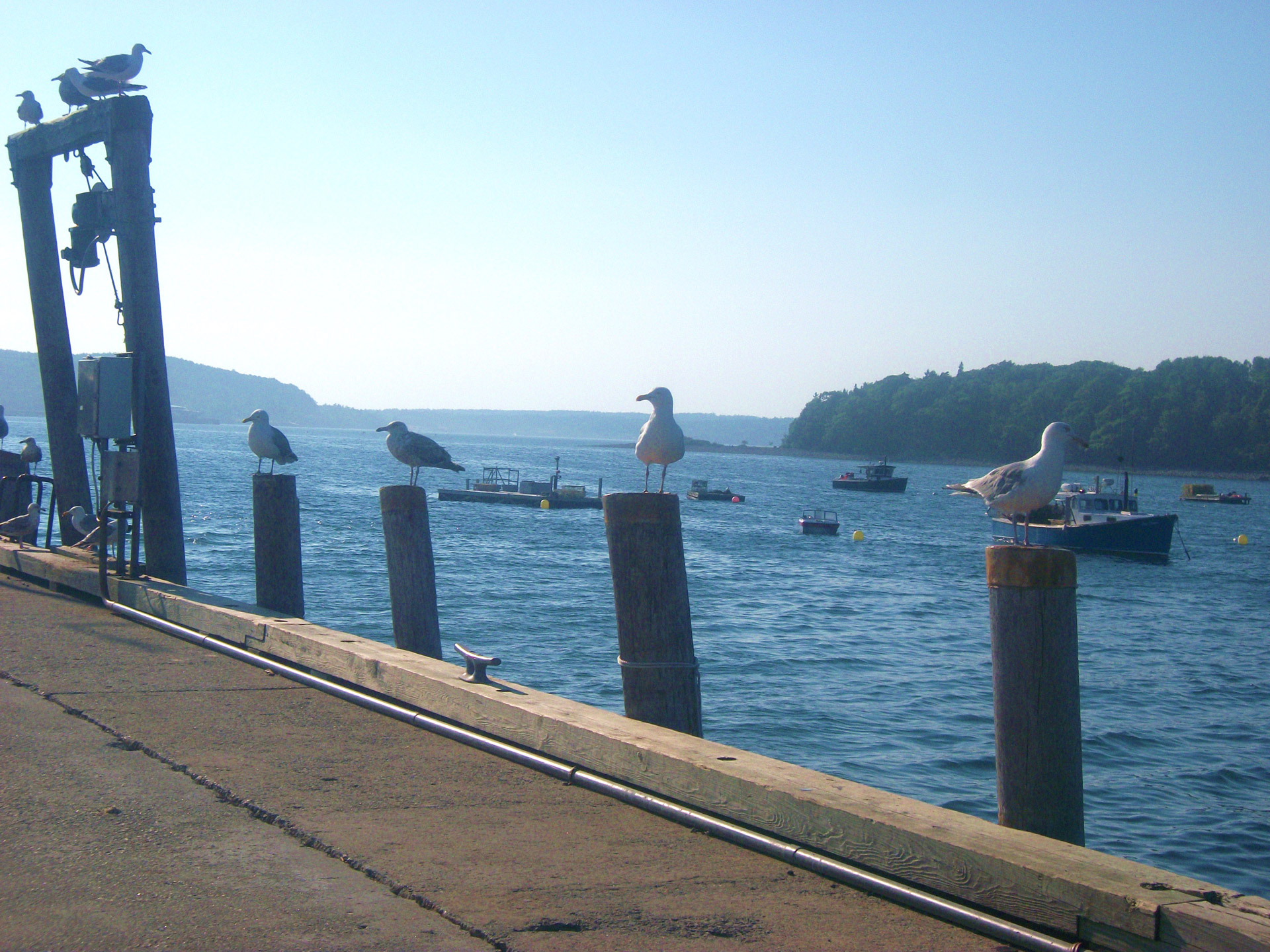 seagulls gulls bird free photo