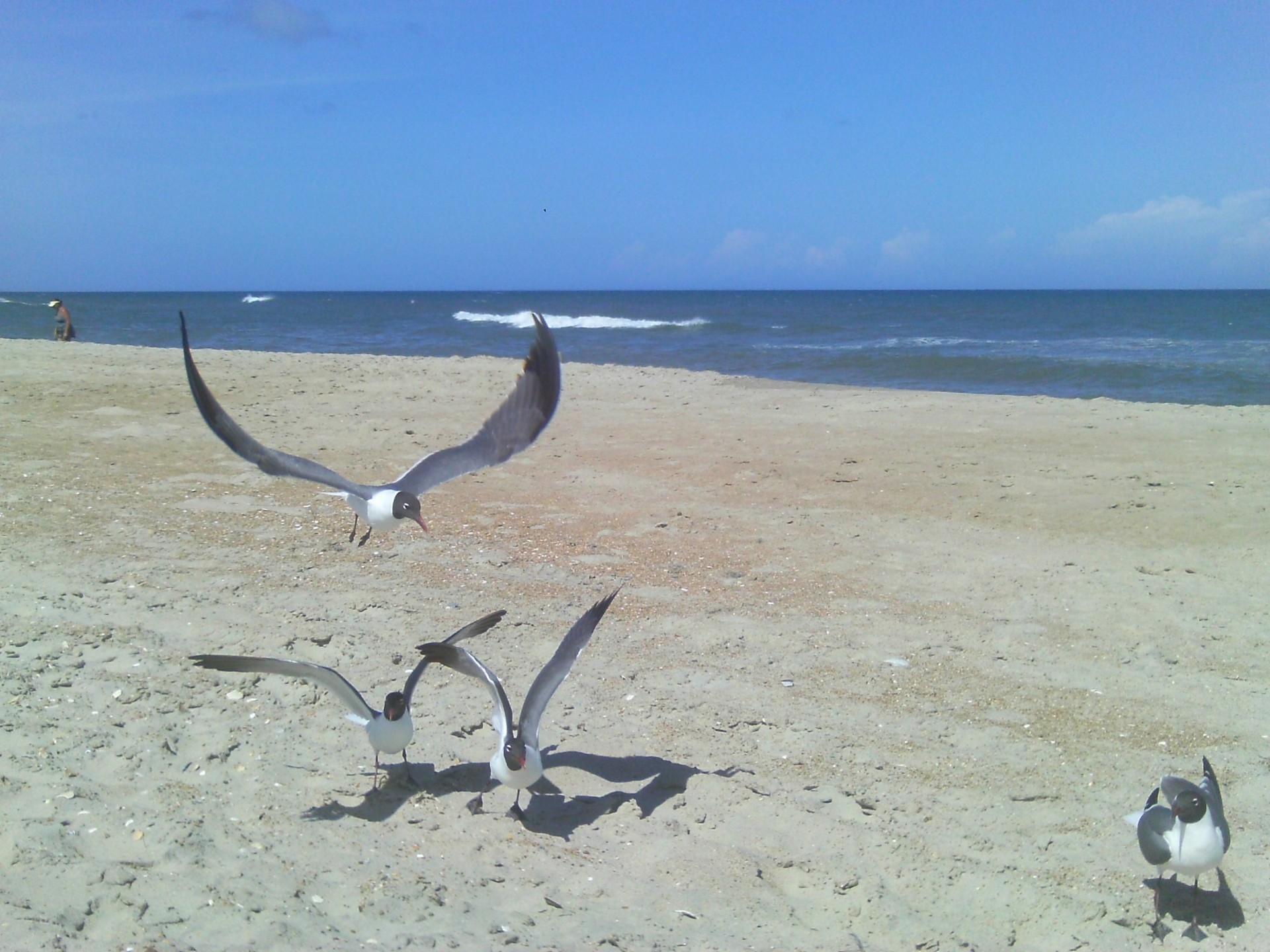 seagulls hatteras seagulls free photo