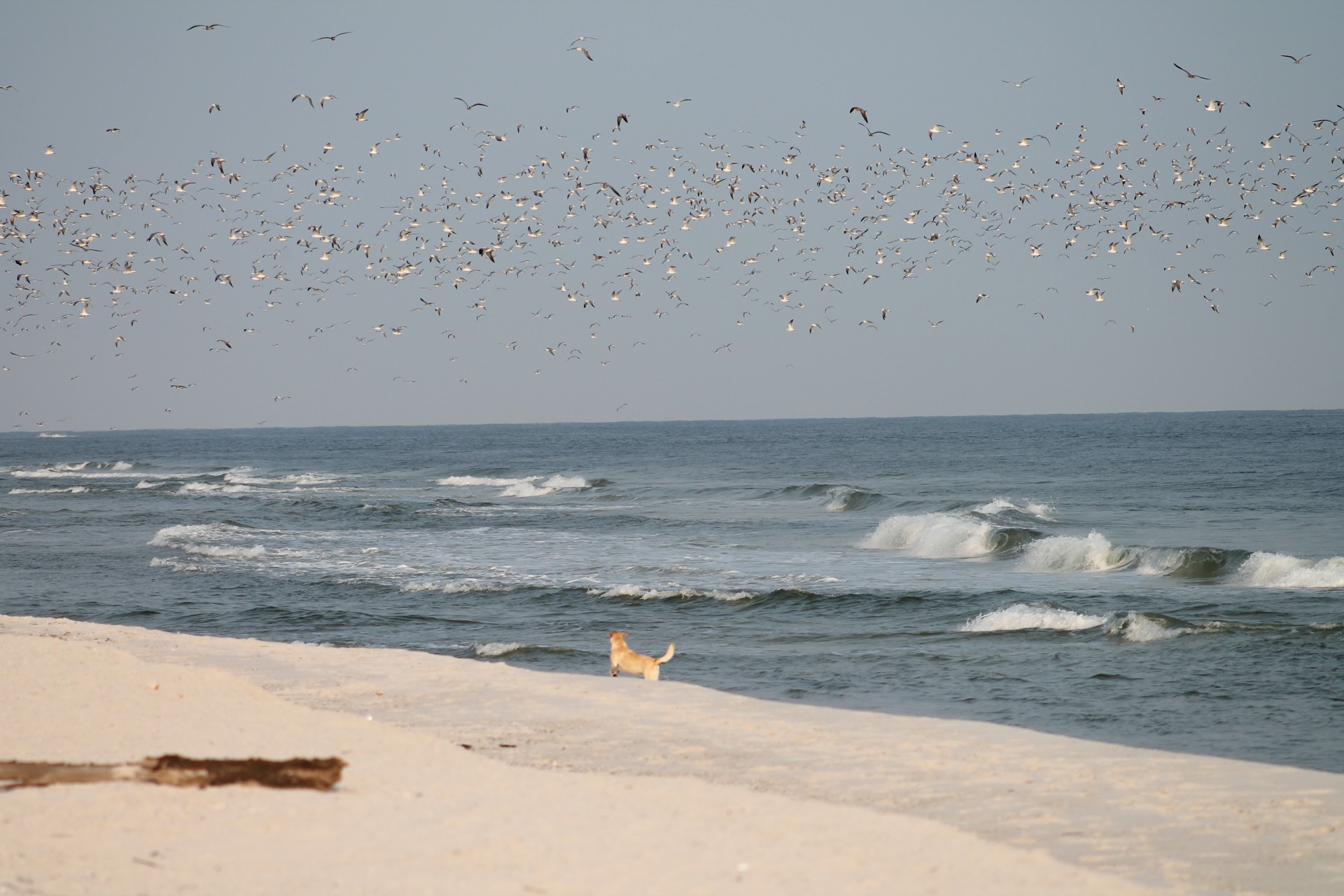 dog seagulls flock free photo