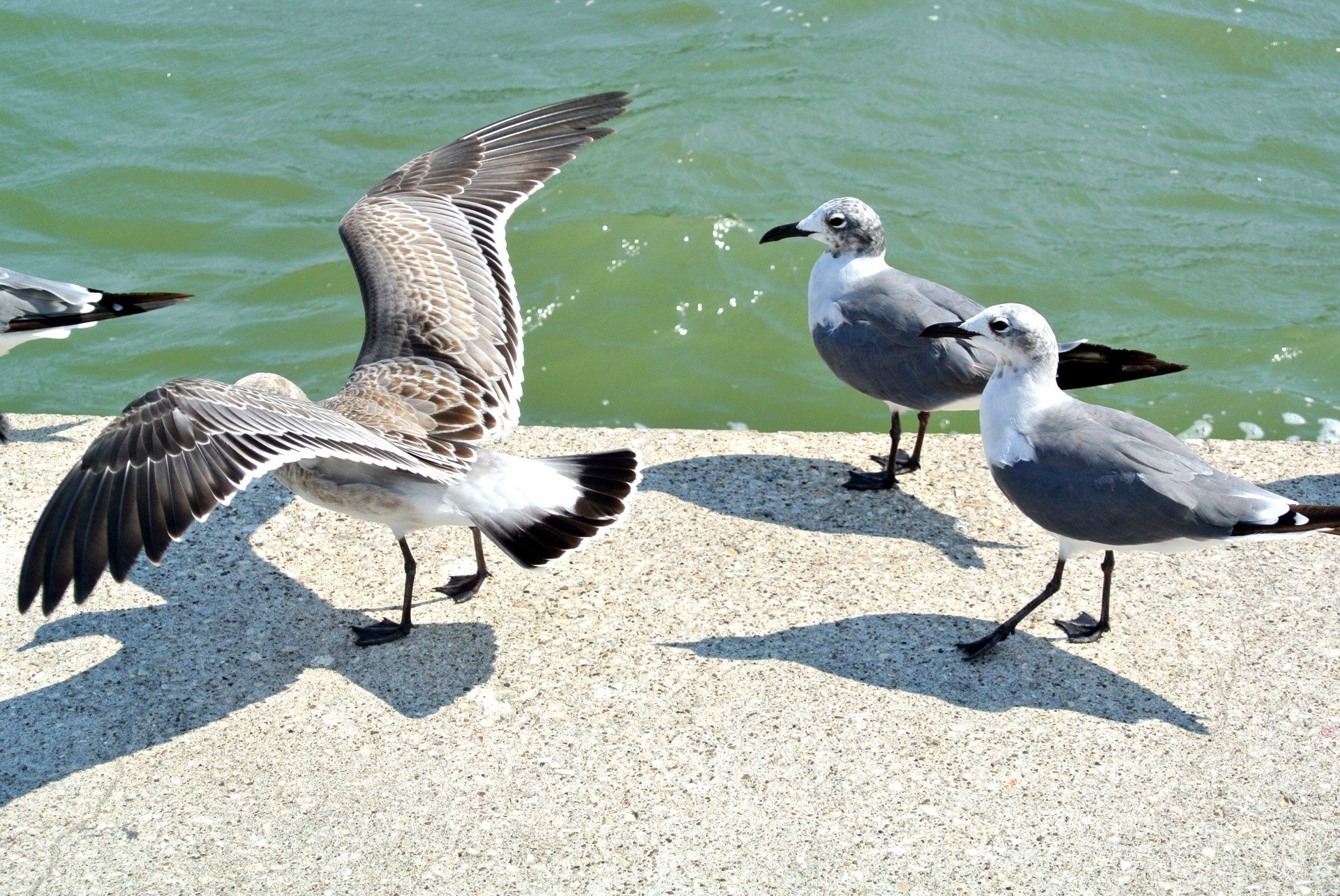 seagulls birds corpus free photo
