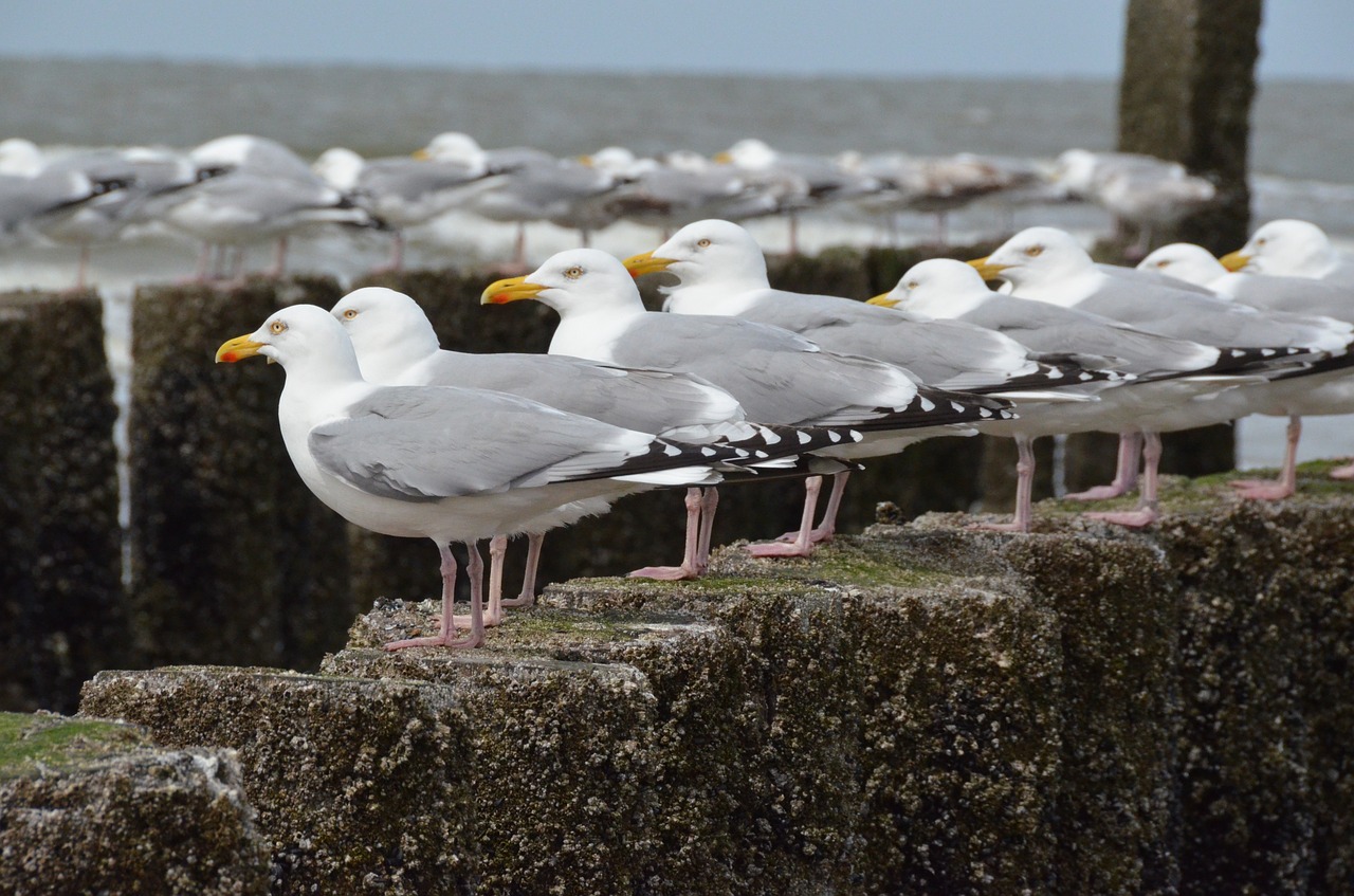 seagulls sea zealand free photo