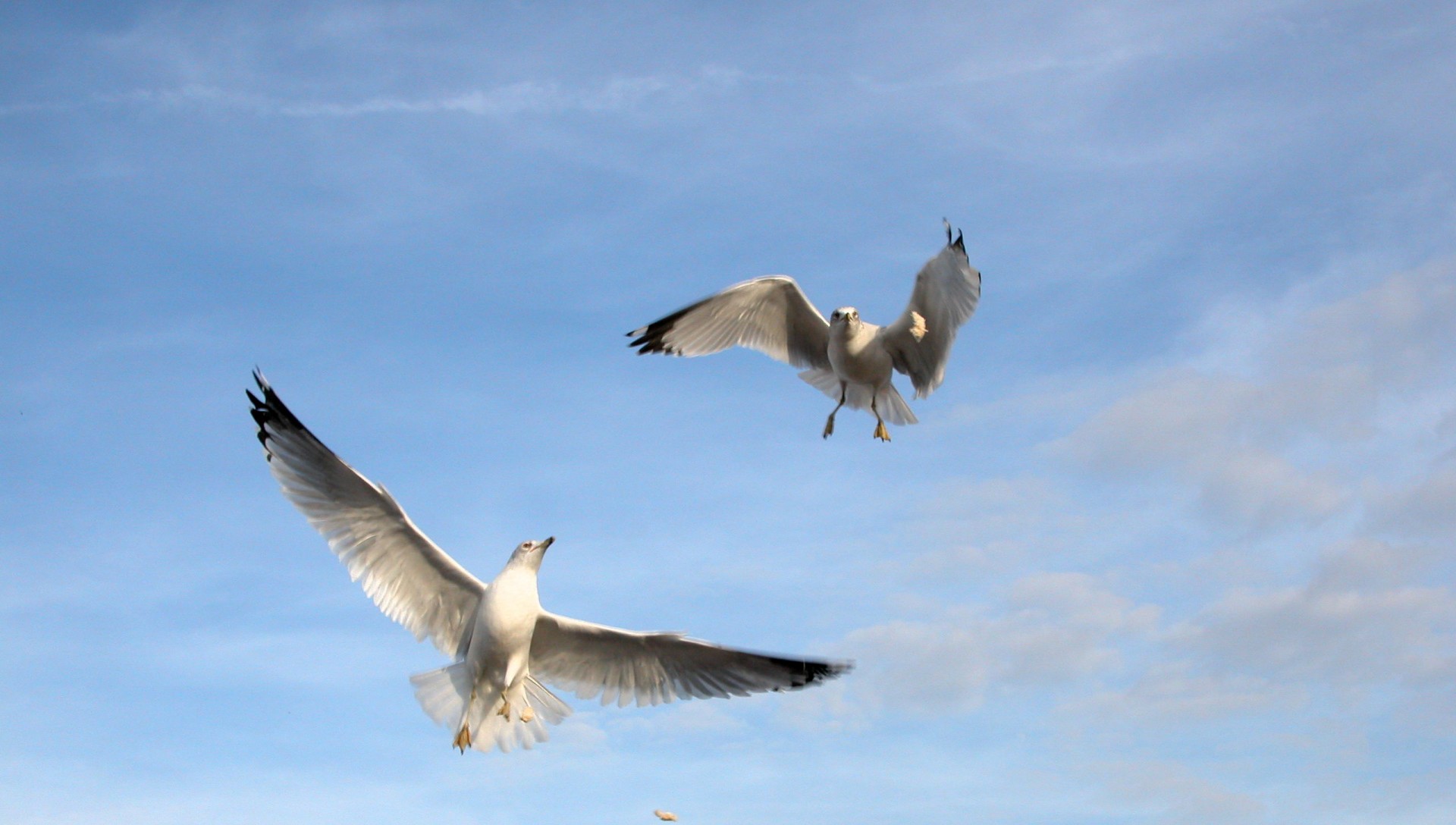 seagulls avian birds free photo