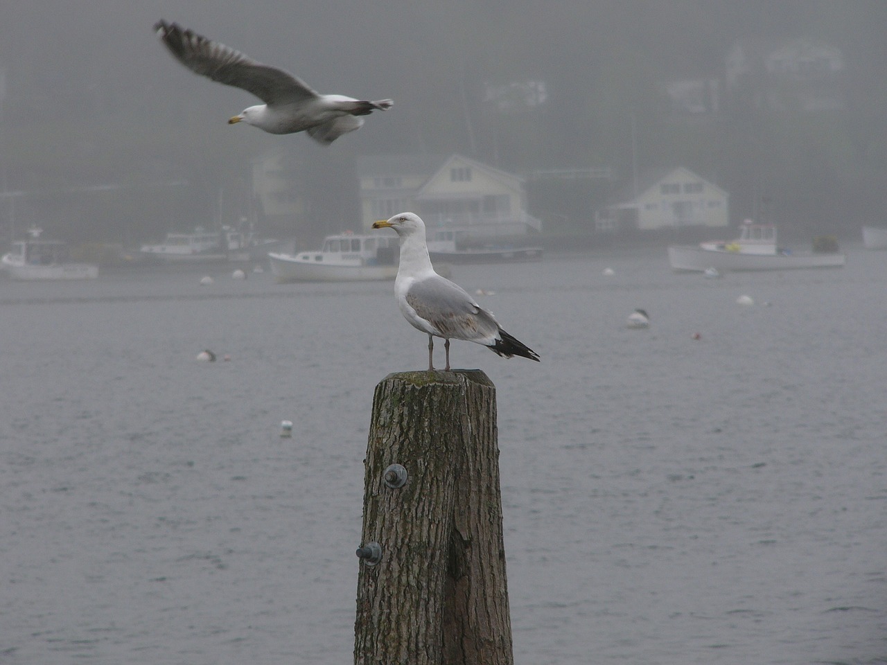 seagulls birds harbor free photo