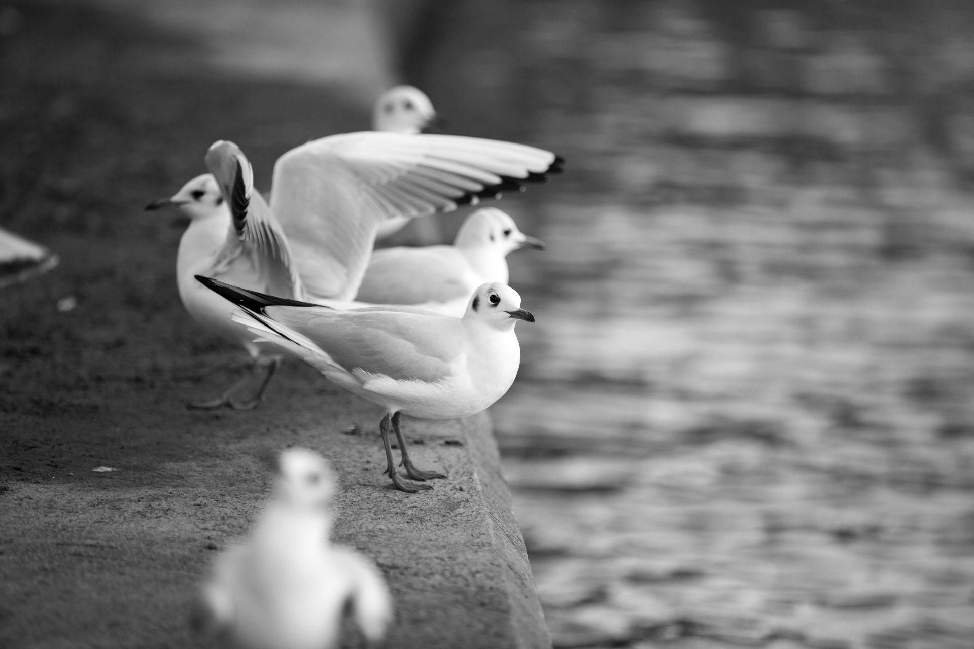 seagull flying freedom free photo