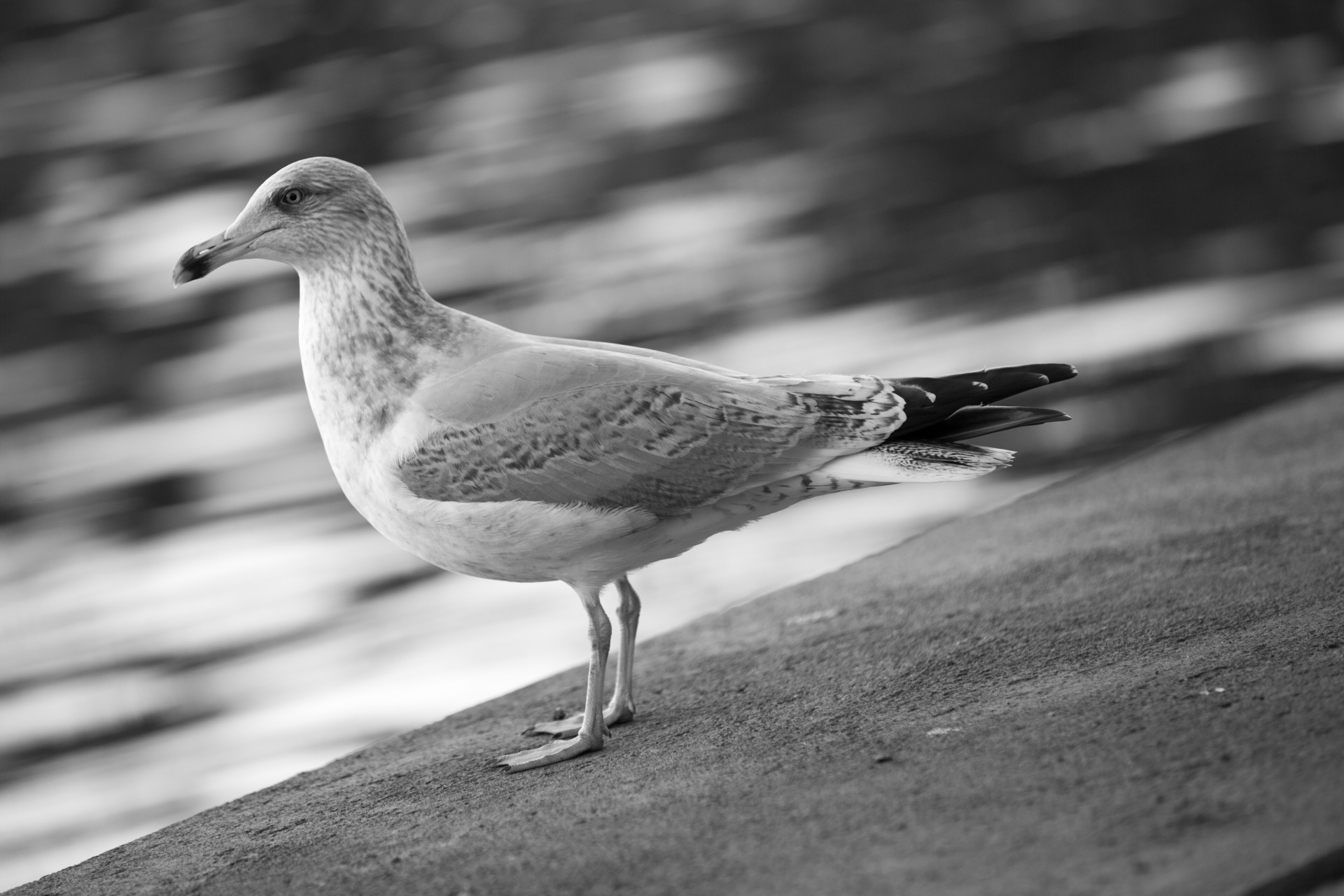 seagull flying freedom free photo