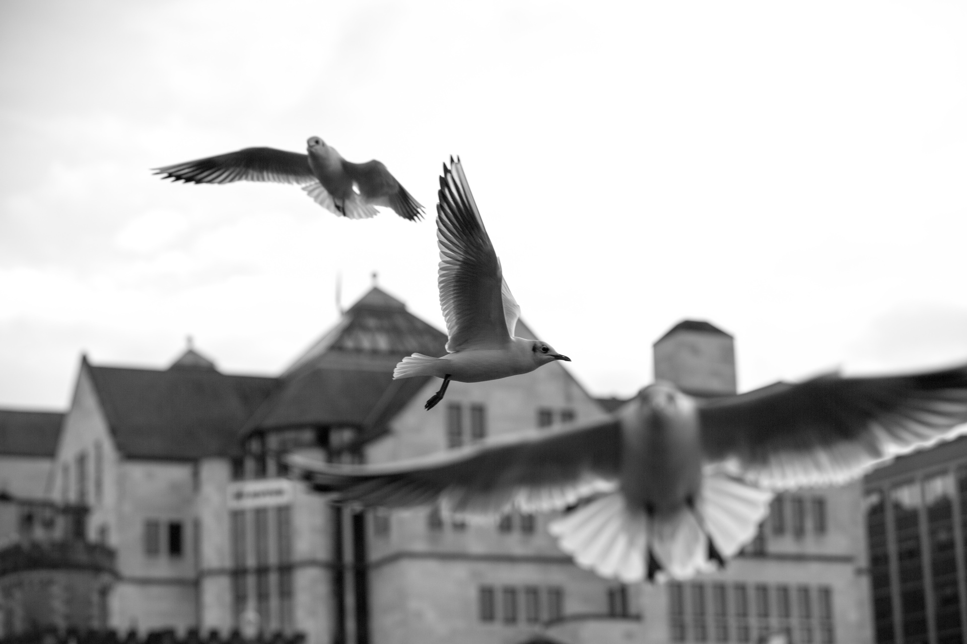 seagull flying freedom free photo