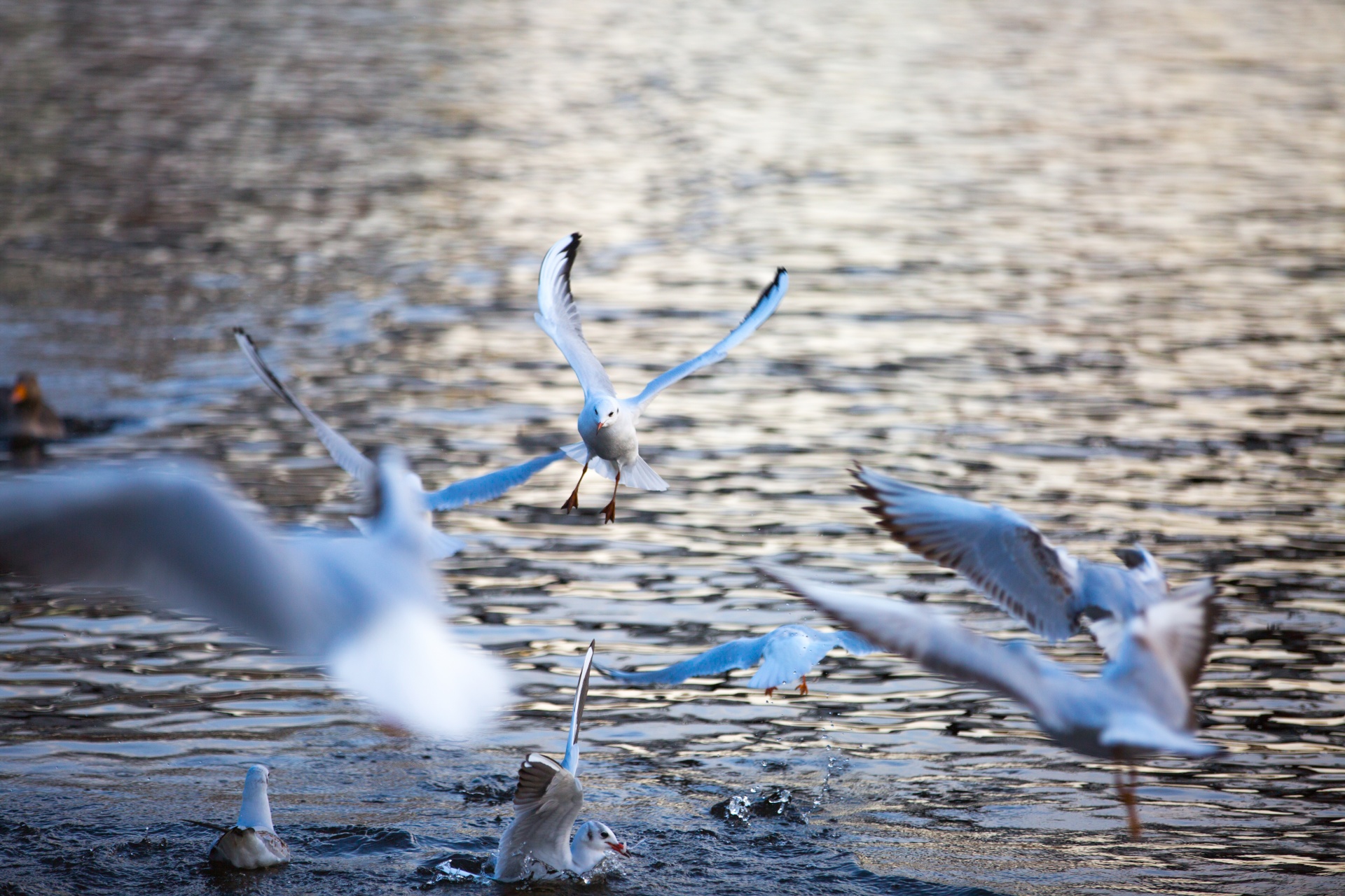 seagull flying freedom free photo