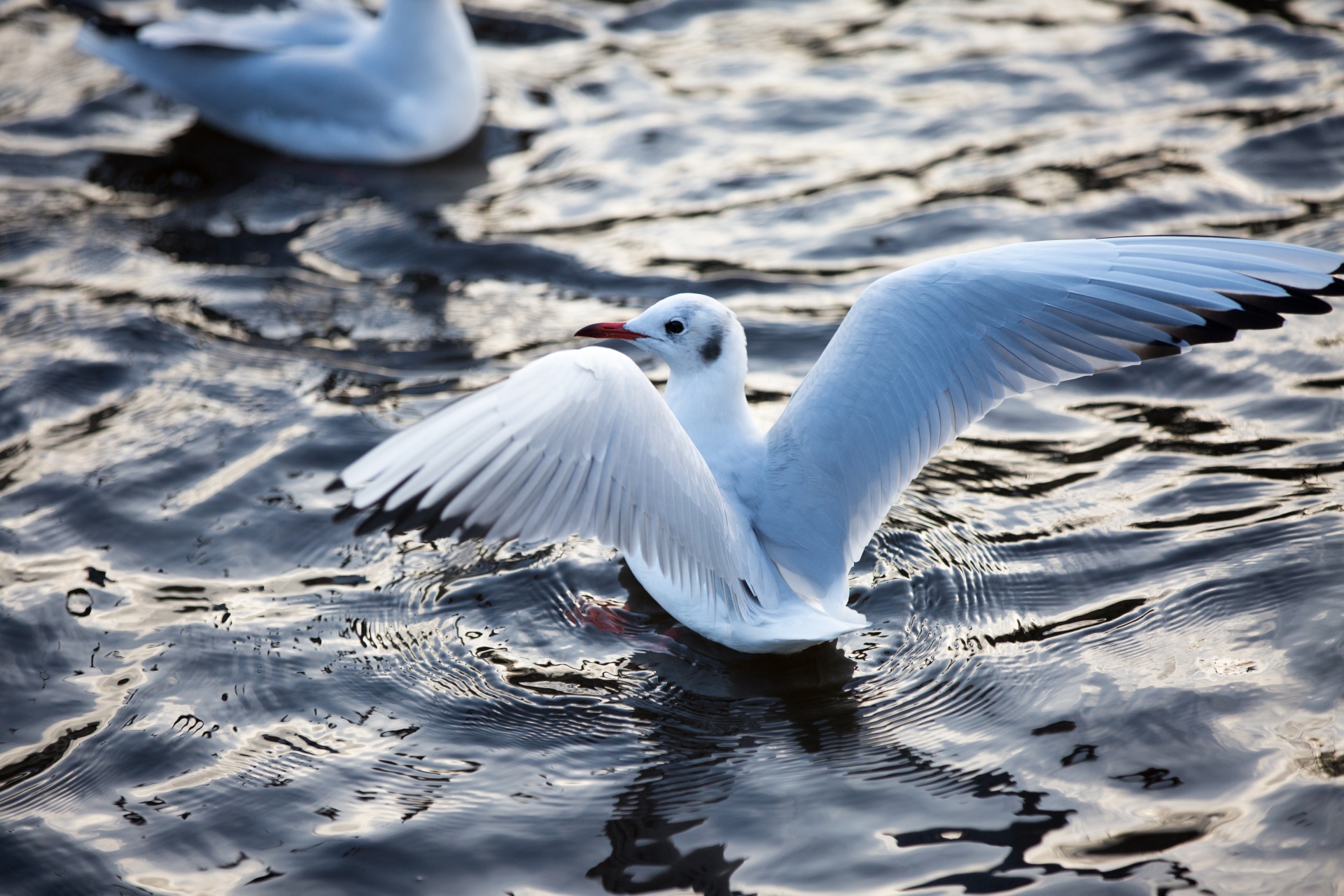 seagull flying freedom free photo