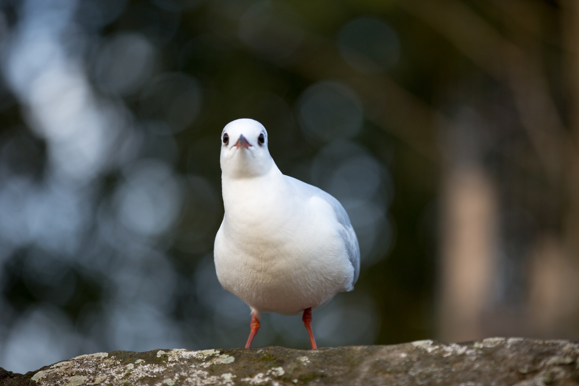 seagull flying freedom free photo