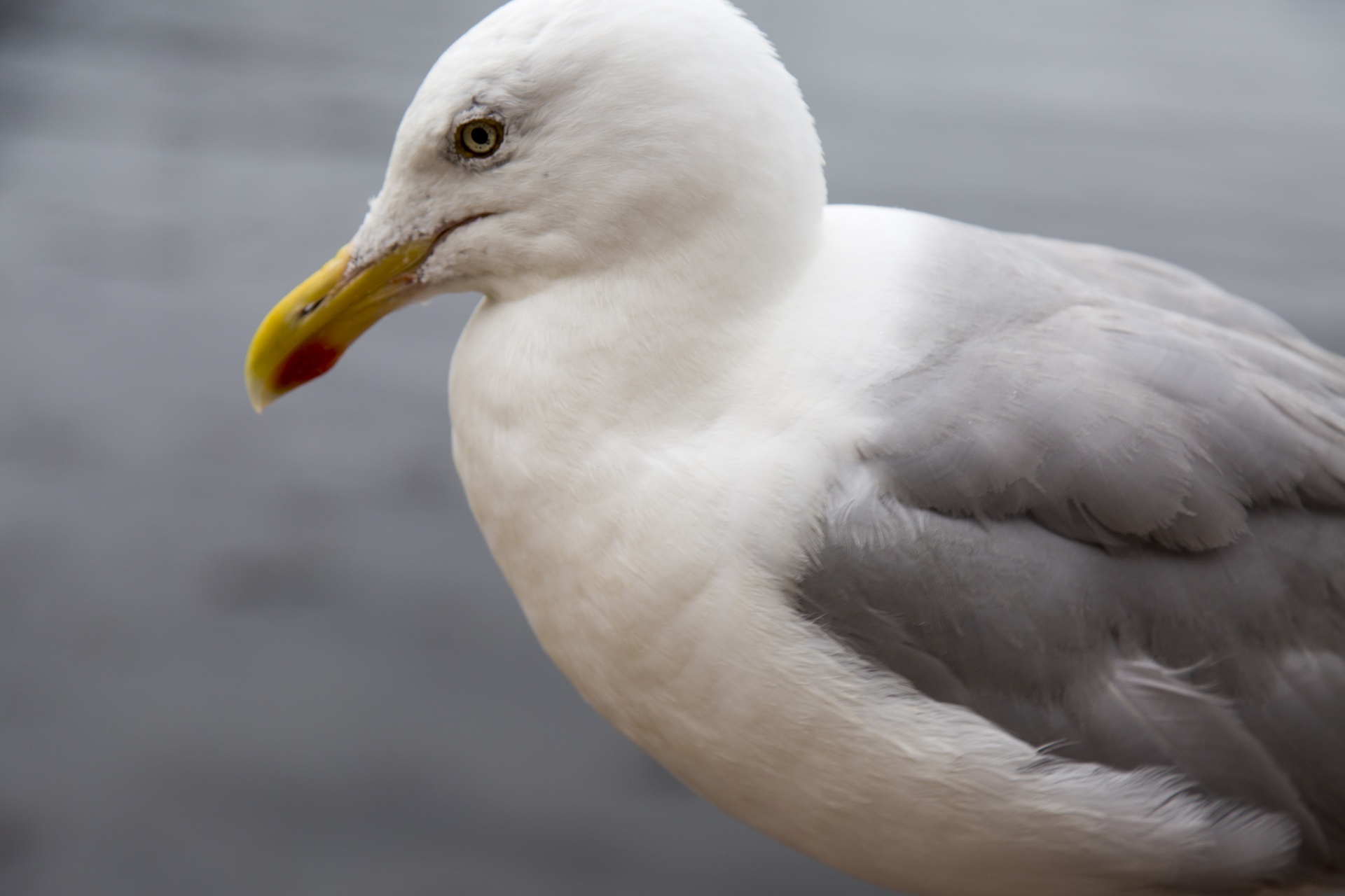 seagull freedom gull free photo