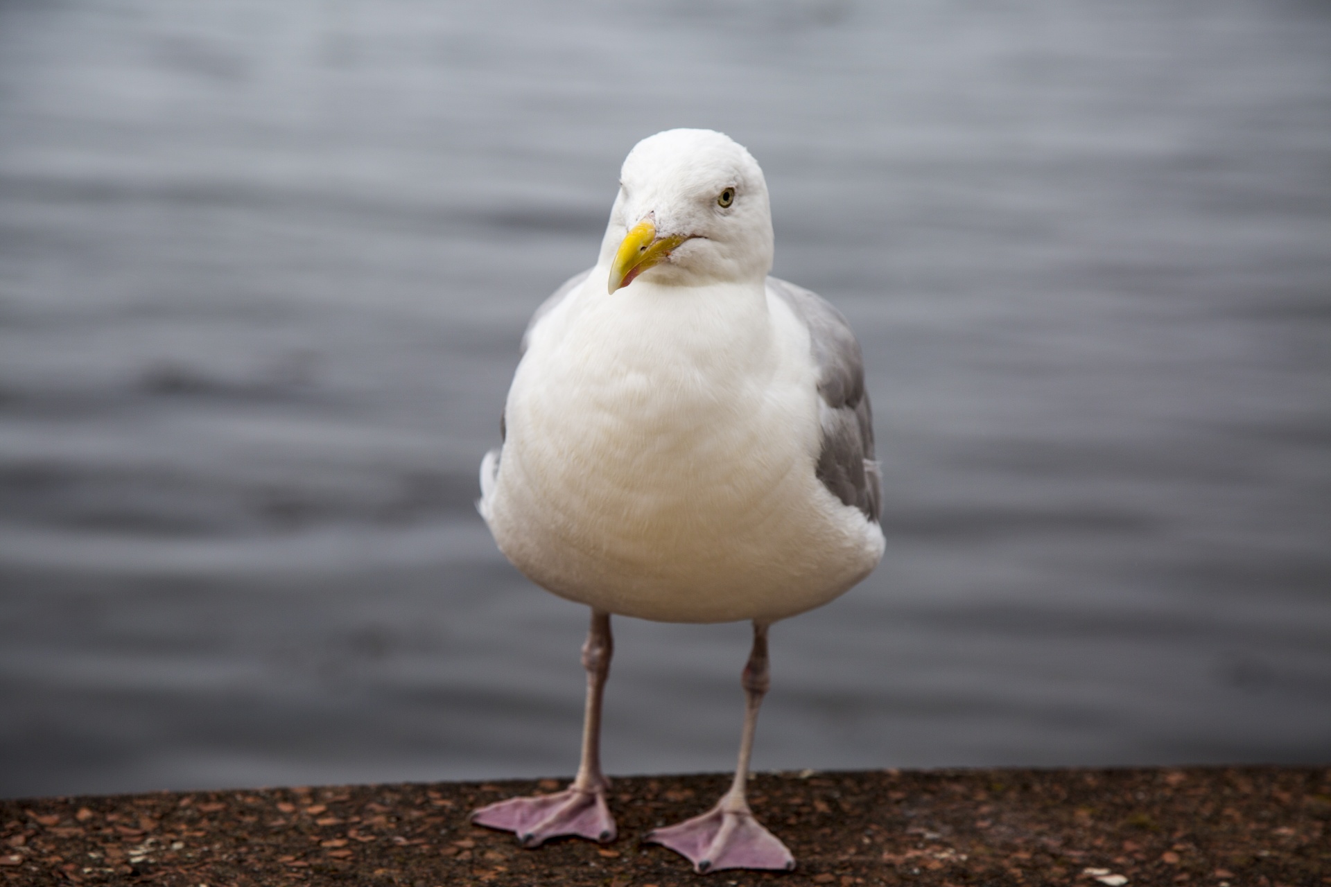 seagull freedom gull free photo