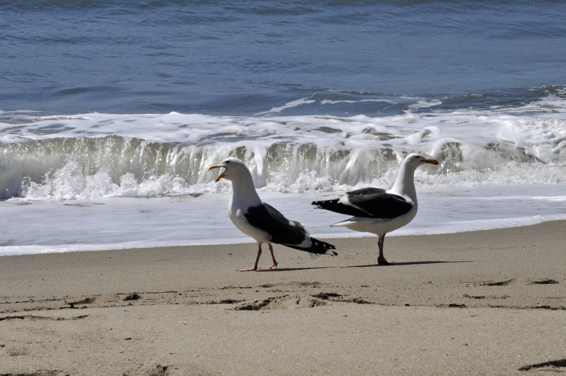 gull gulls seagull free photo