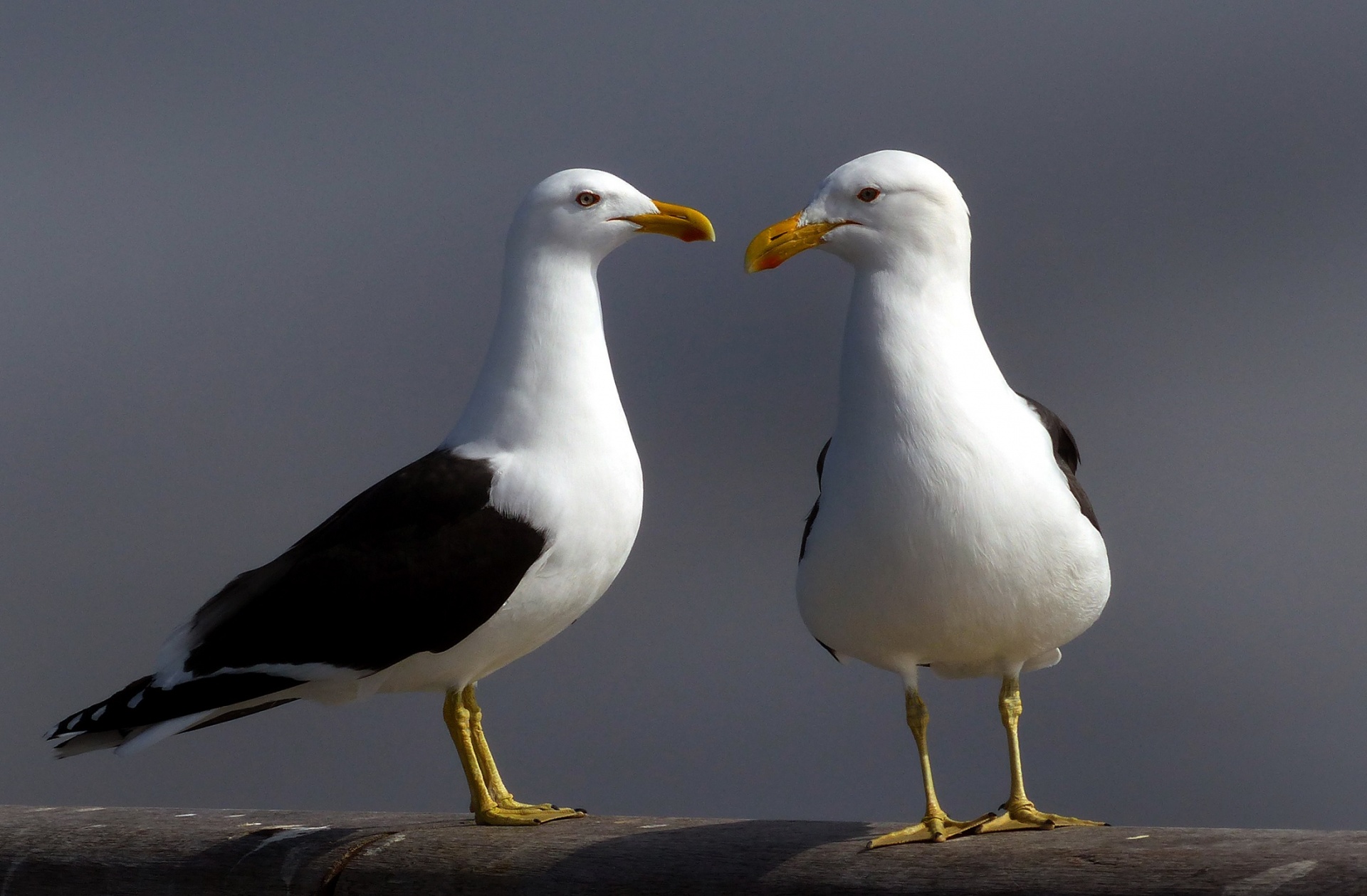 gulls seagulls perched free photo