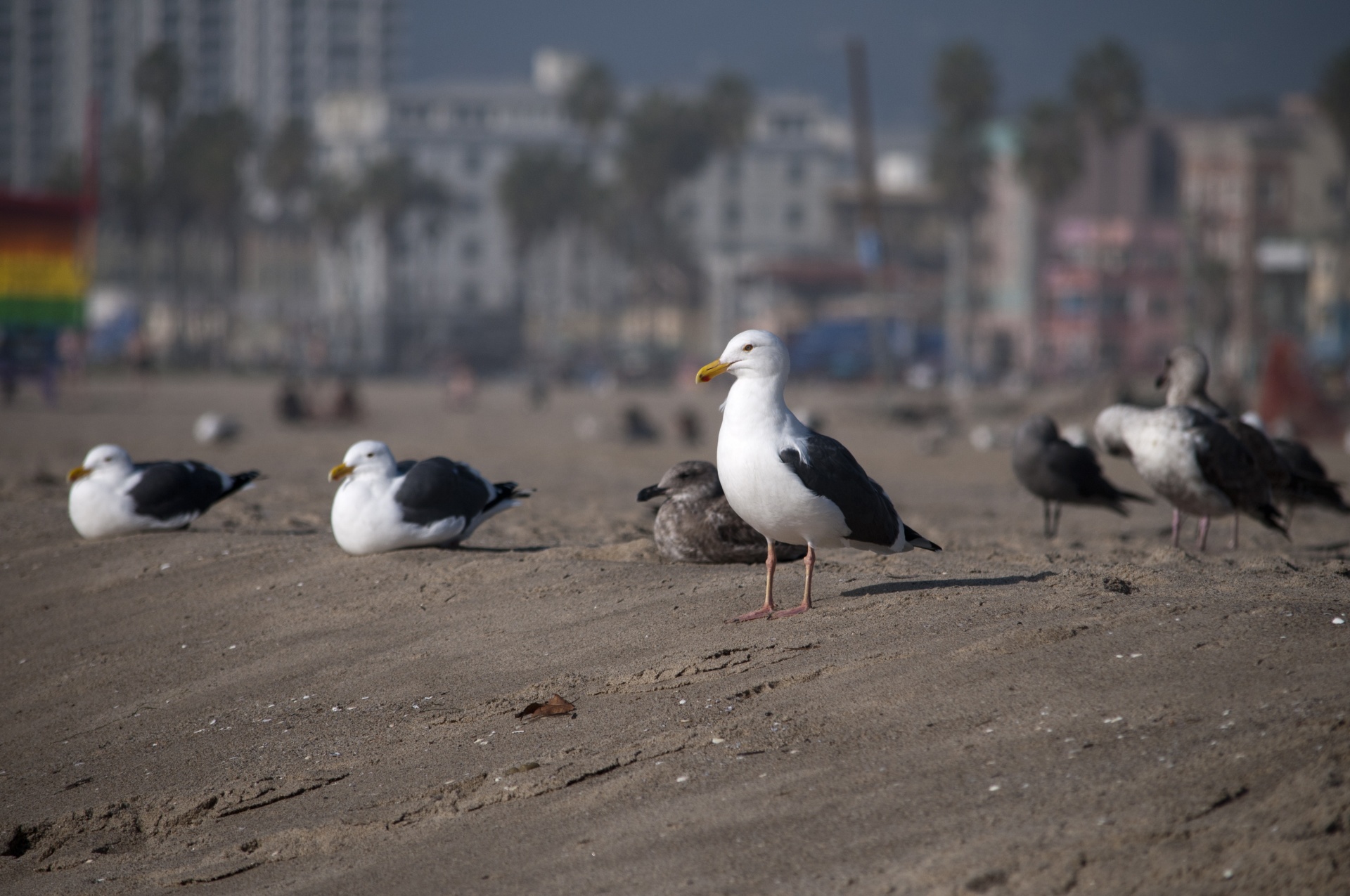 seagull seagulls beach free photo