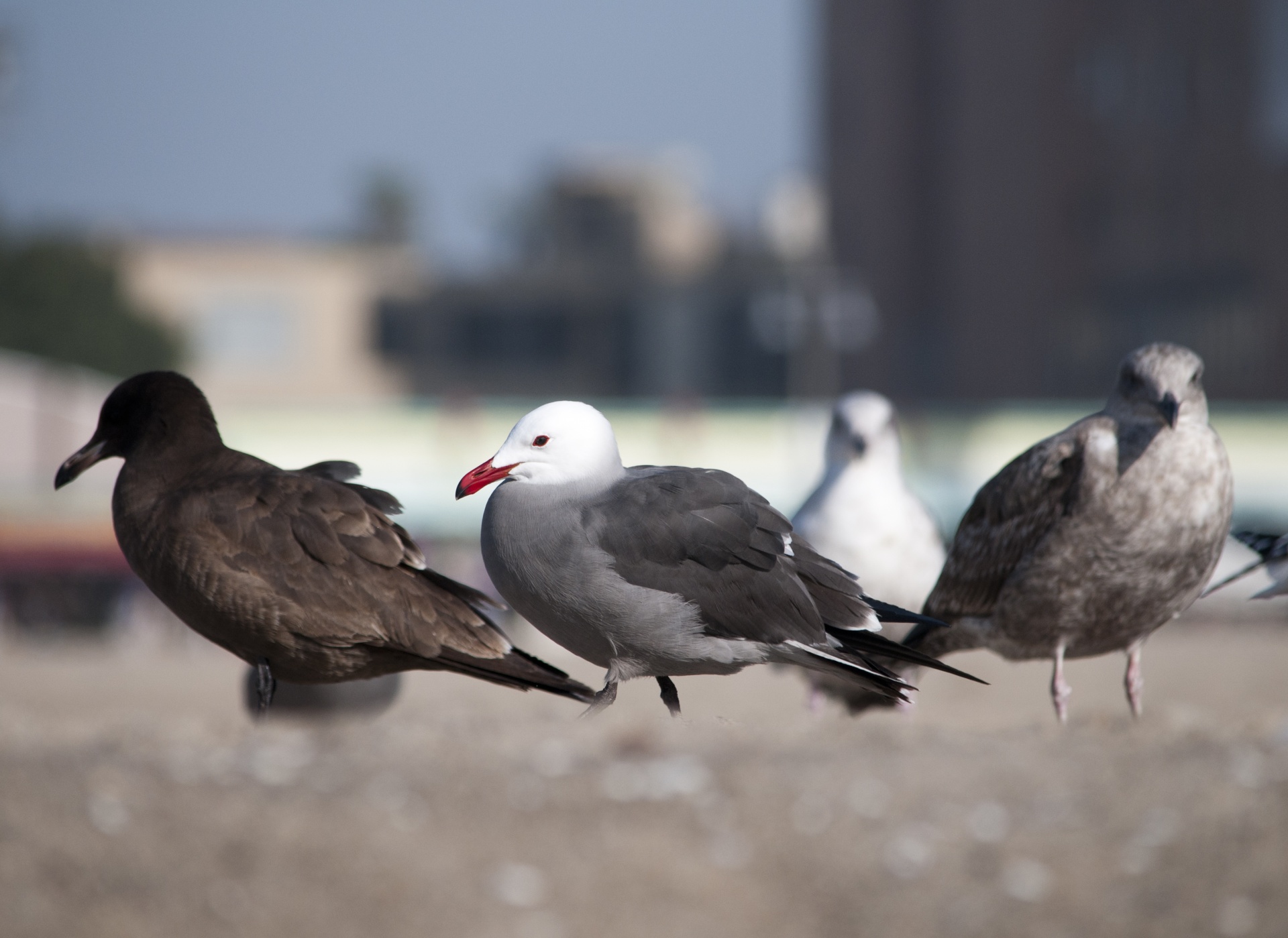 seagull seagulls beach free photo