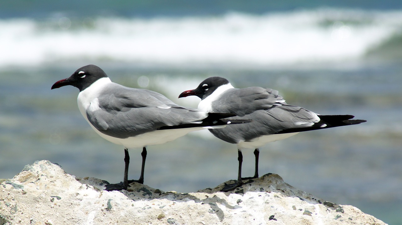 seagulls bird coastal free photo