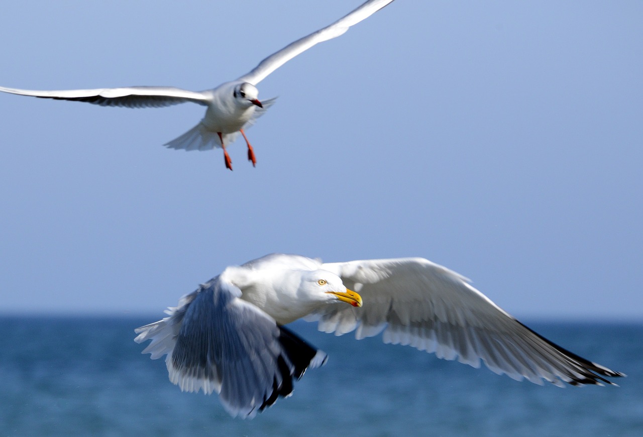 seagulls flying in flight free photo