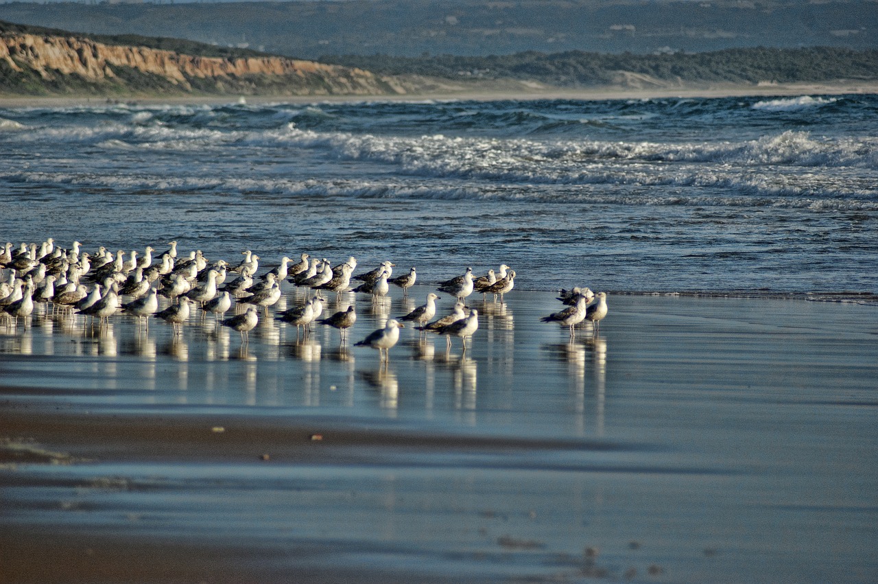 seagulls beach blue free photo