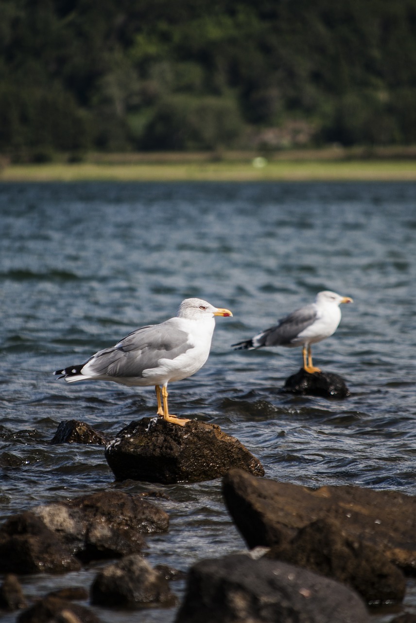 seagulls lake park free photo