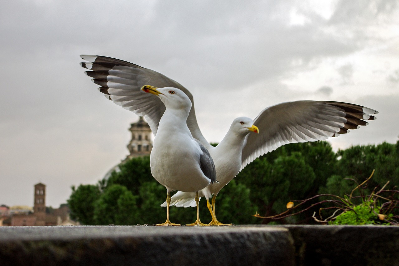 seagulls bird rome free photo