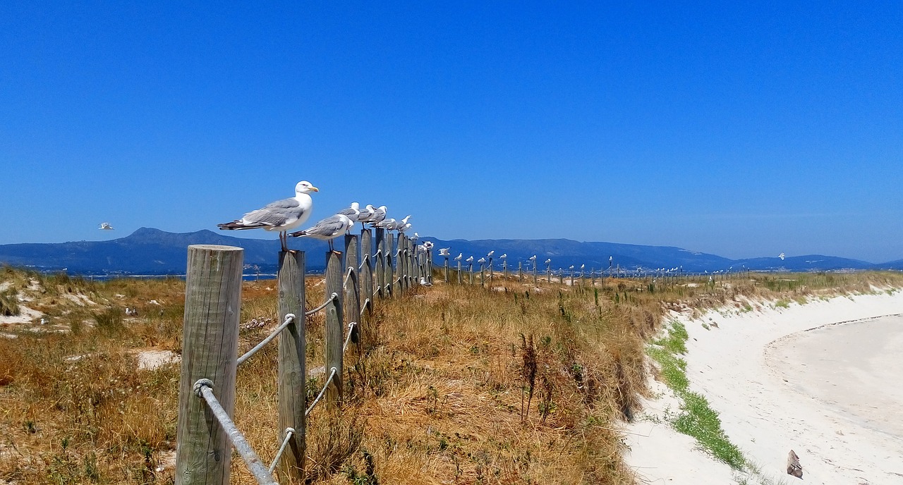 seagulls beach fine sand free photo