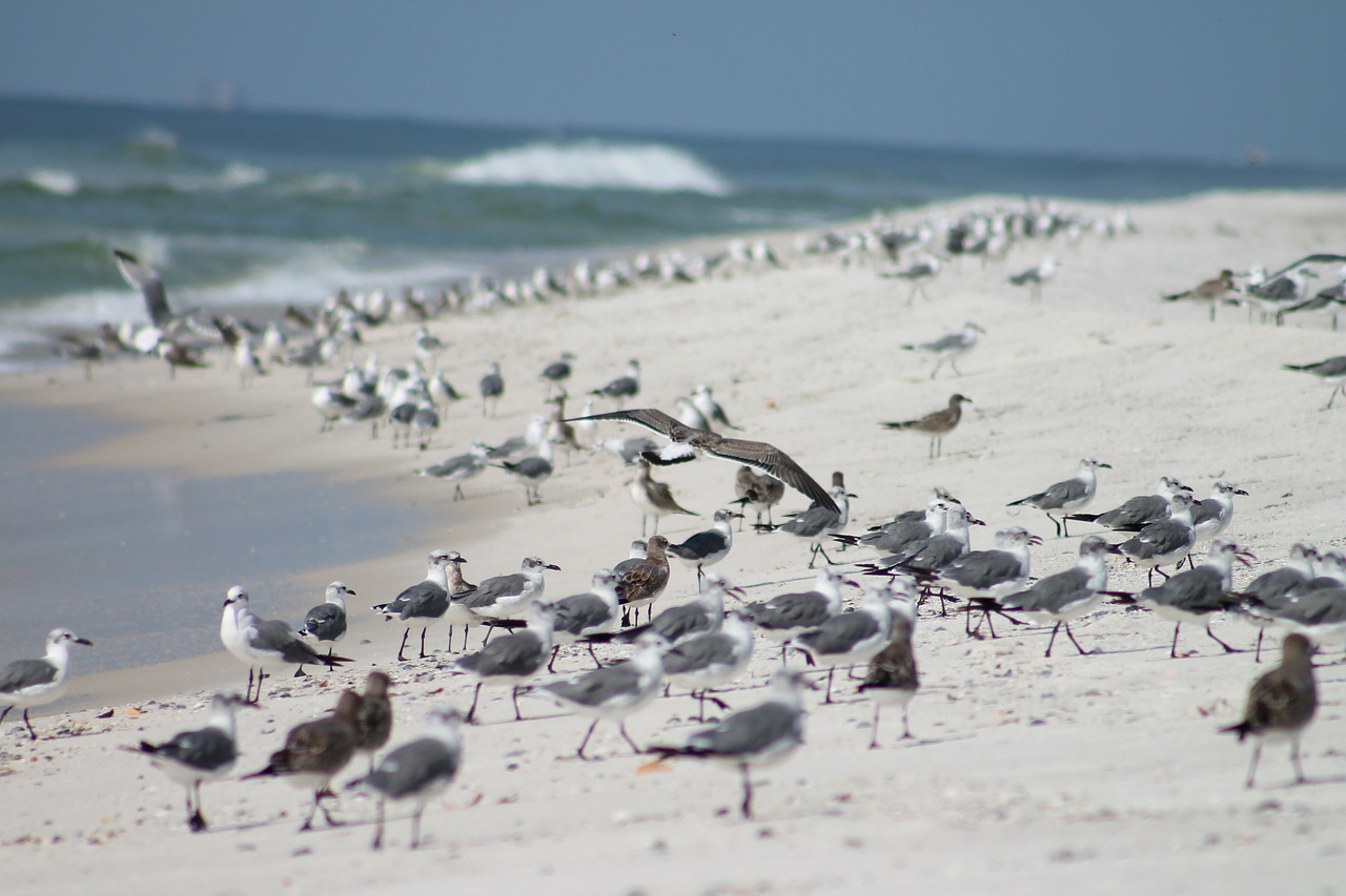 seagulls ocean beach free photo