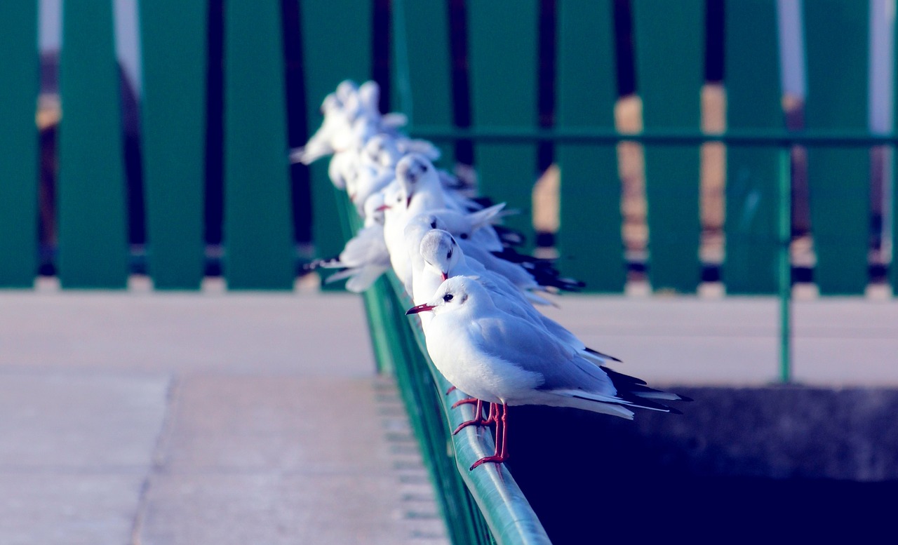 seagulls birds animal free photo