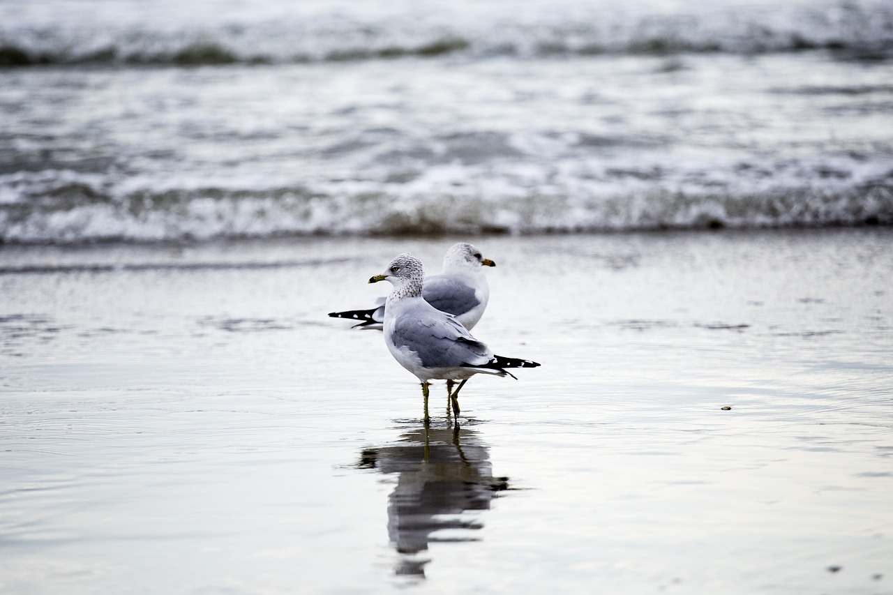 seagulls shore water free photo
