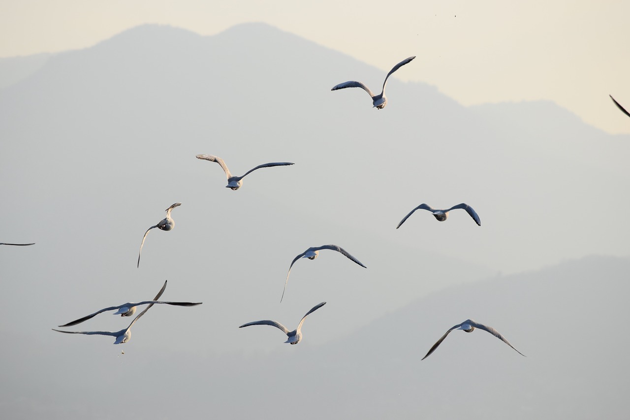 seagulls birds flight free photo