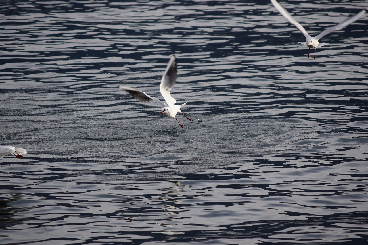 seagulls birds flight free photo