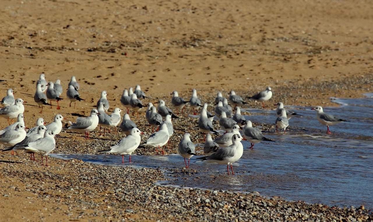 seagulls beach bird free photo