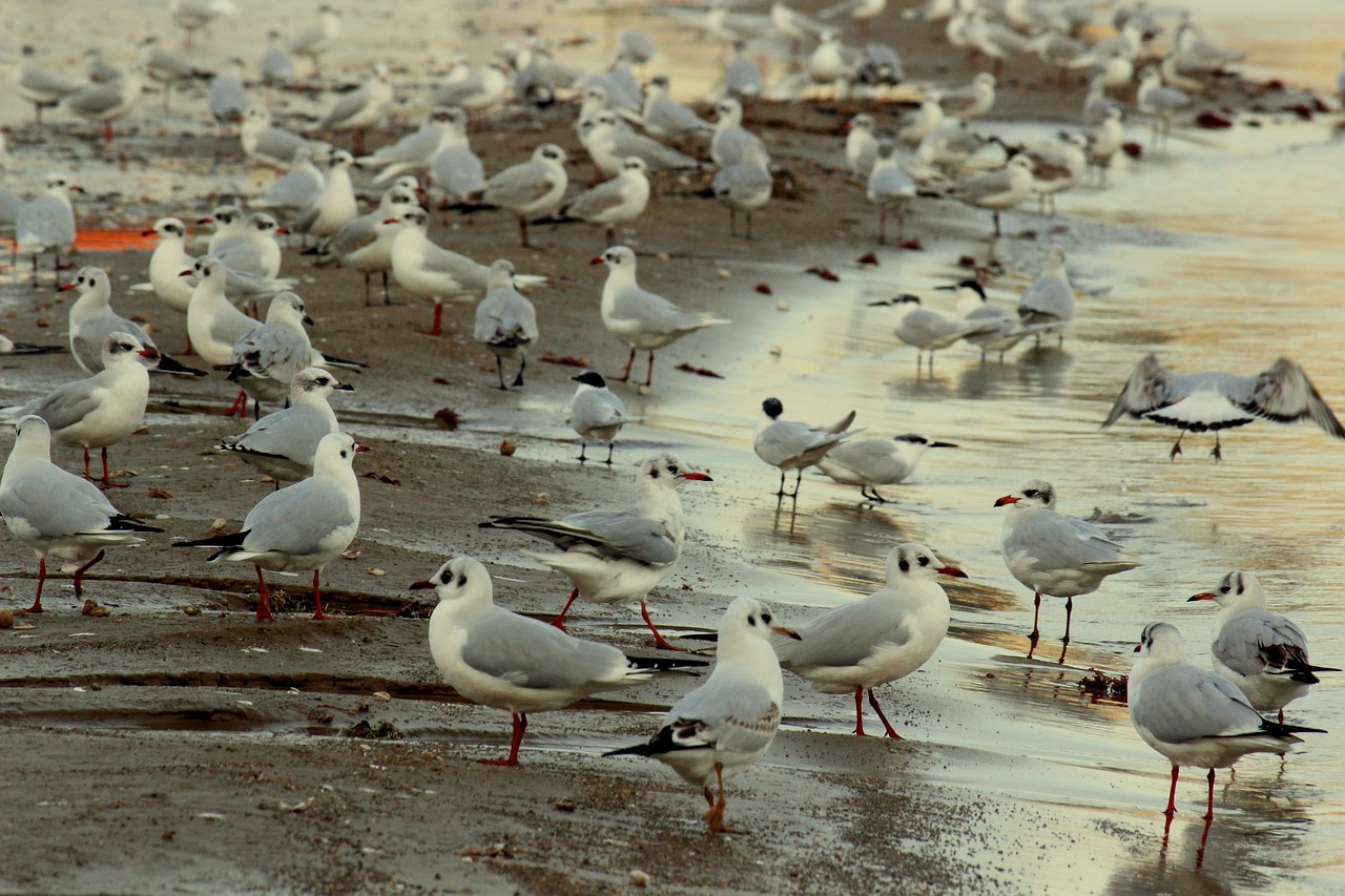 seagulls sea beach free photo