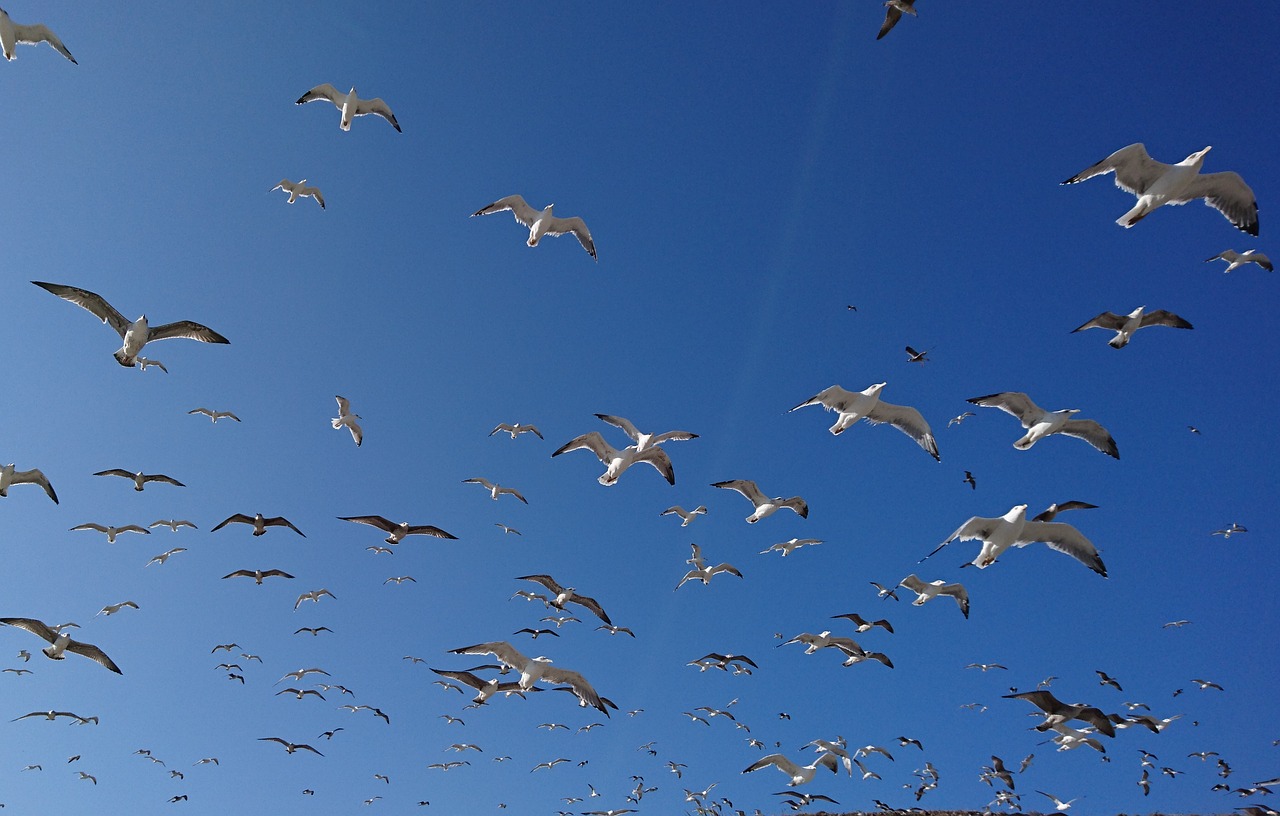 seagulls gulls mediterranean free photo