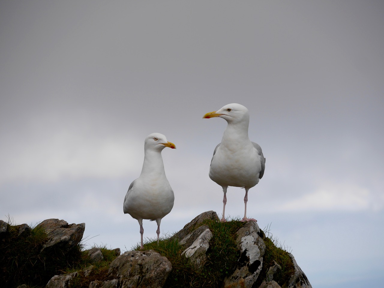 seagulls wales sky free photo