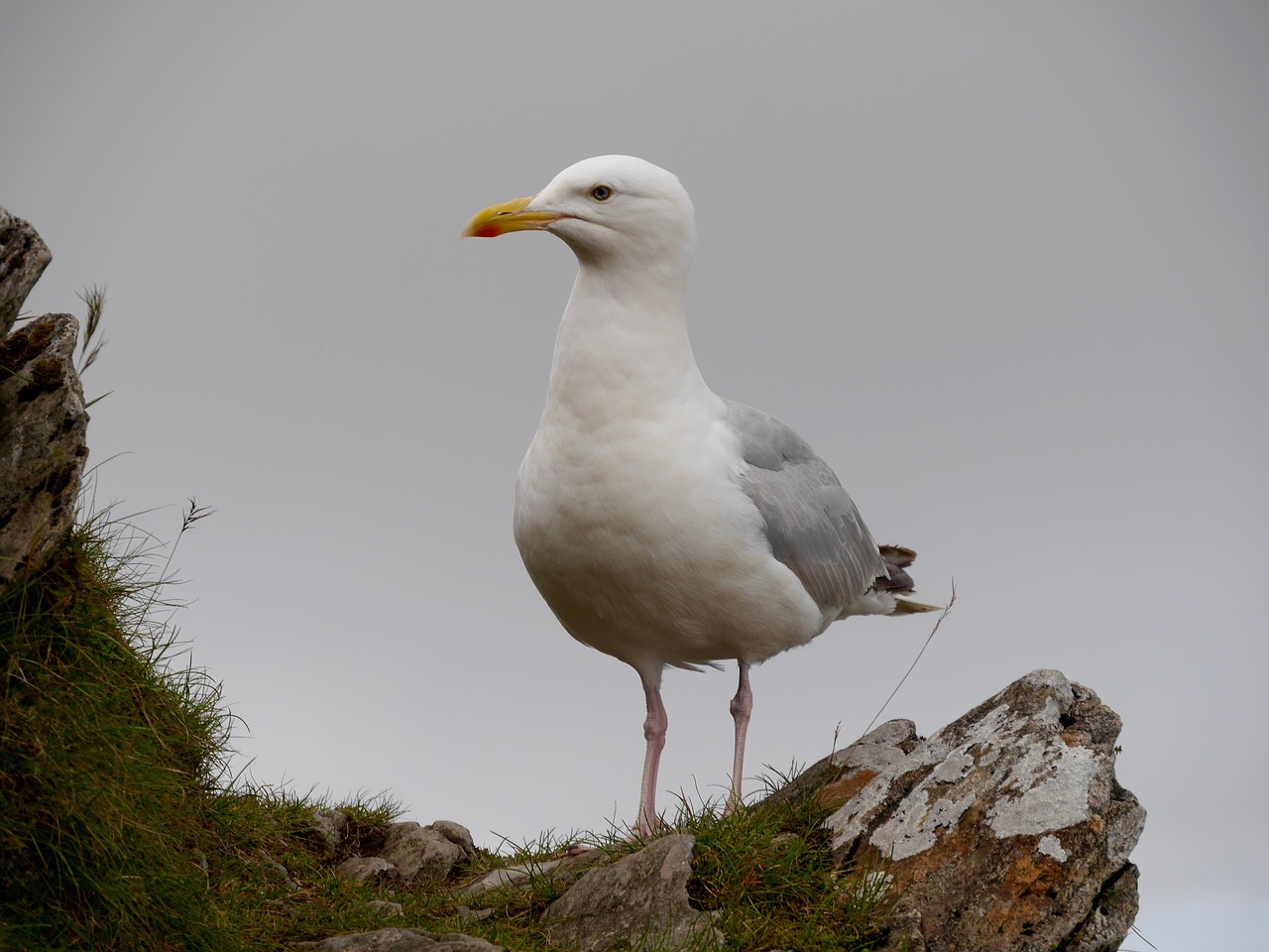 seagulls wales sky free photo