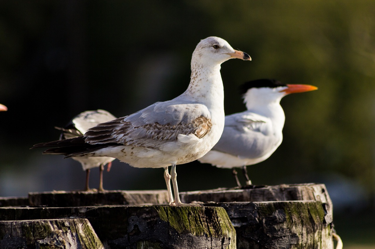 seagulls perched birds free photo