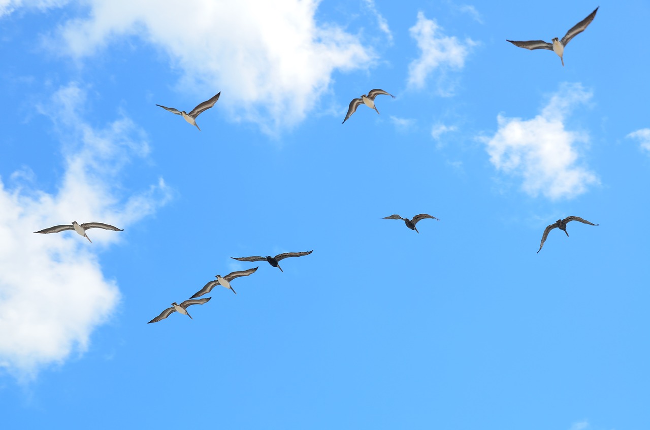 seagulls flying gull free photo