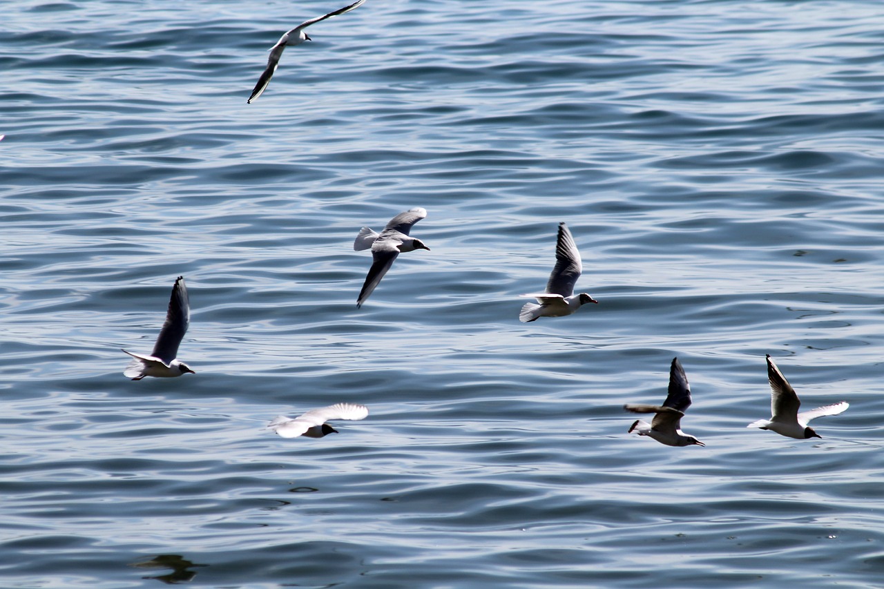 seagulls sea bird free photo