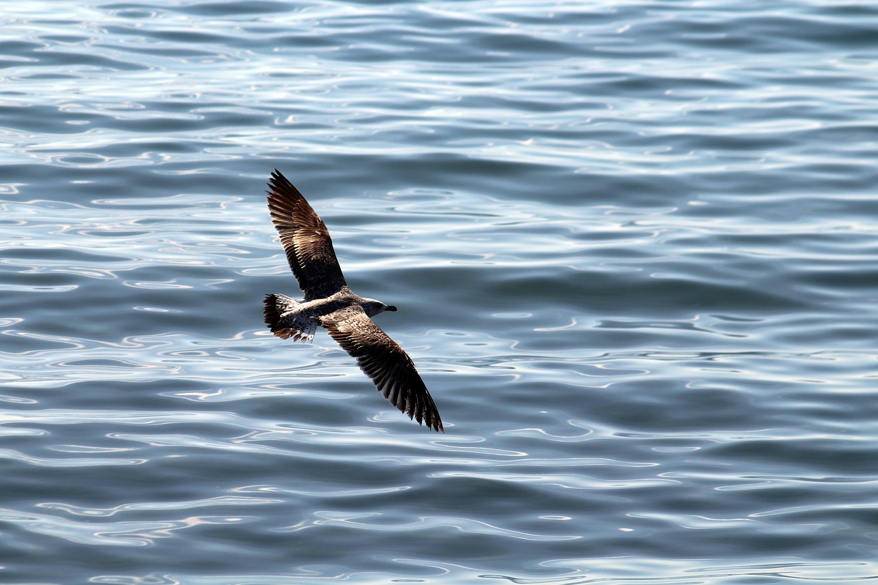 seagulls sea seagull free photo