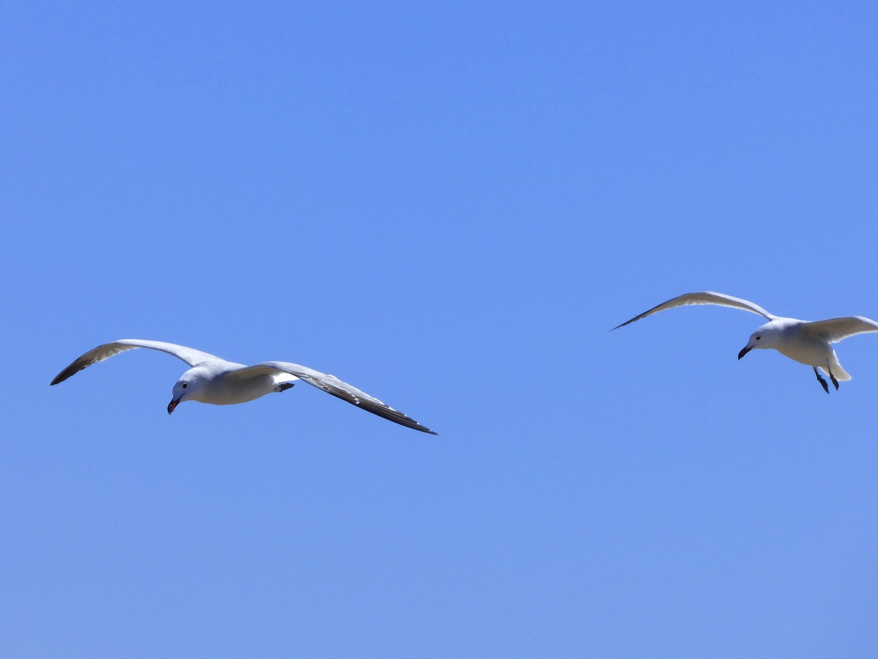 seagulls audouin's gull gavina corsa free photo
