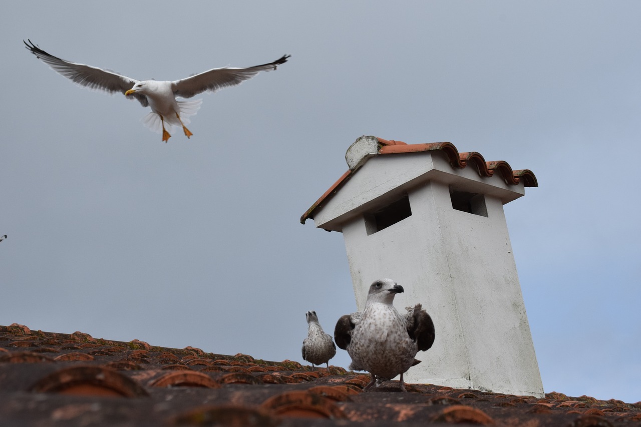 seagulls flying galicia free photo