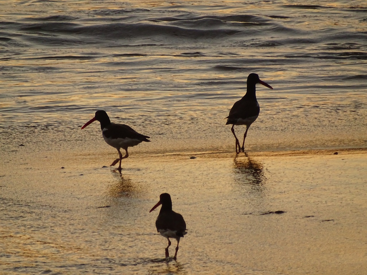 seagulls birds mar free photo