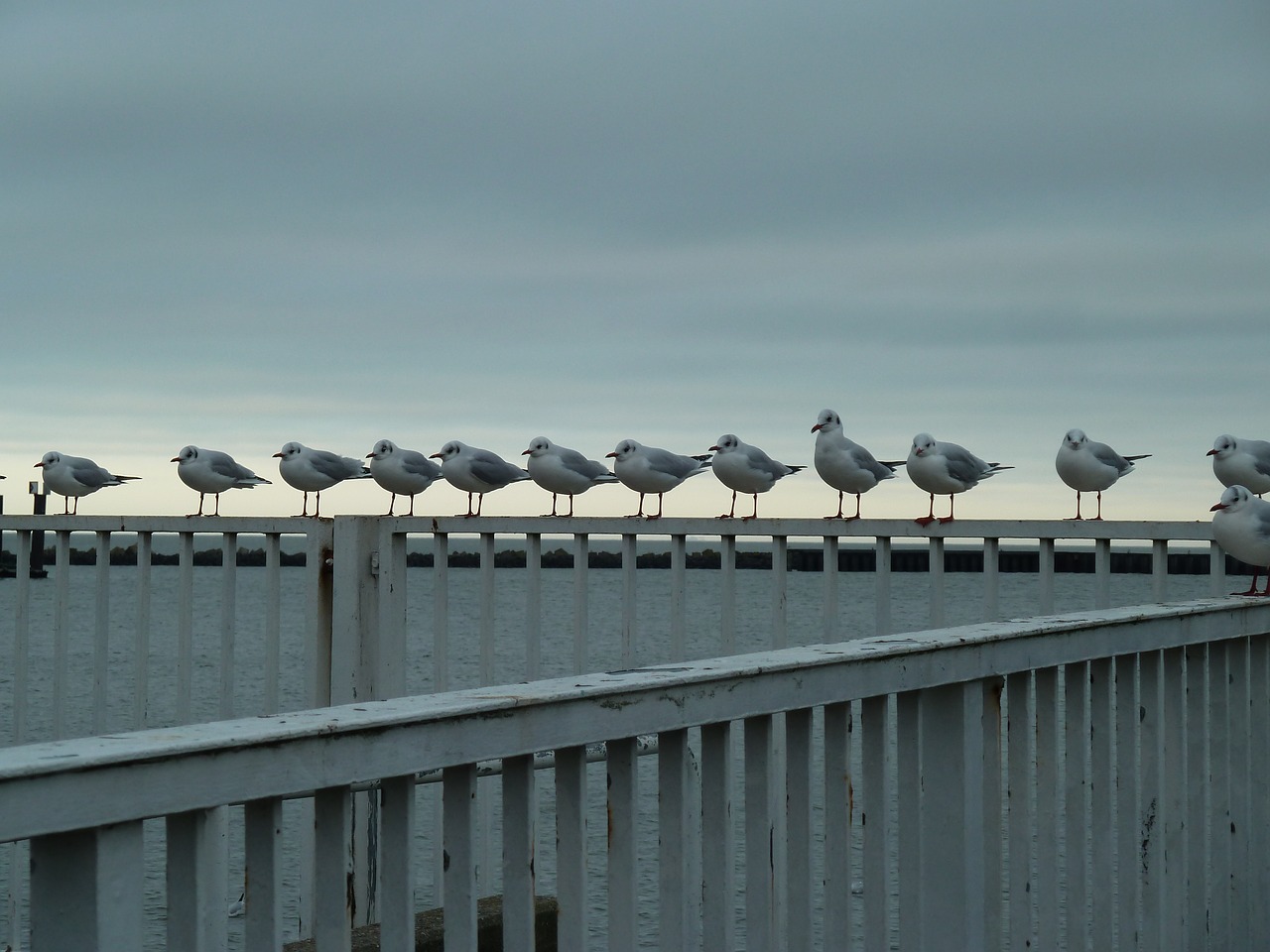 seagulls birds sea free photo