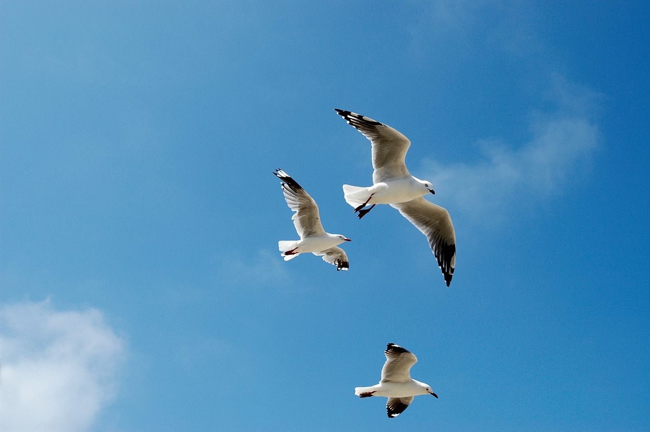 seagulls gulls sky free photo