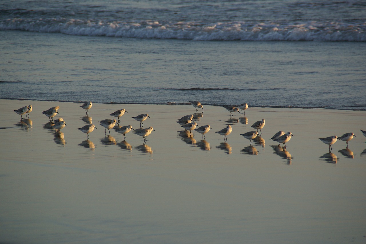 seagulls gulls shore free photo